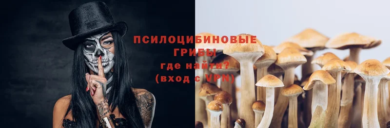 Галлюциногенные грибы Psilocybe  Коммунар 